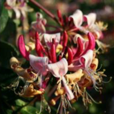 Caprilia impérial