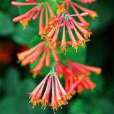 Dropmore scarlet