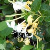 Japonica Hall's prolific