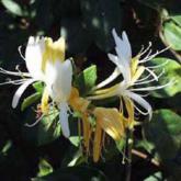 Japonica Halliana