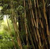 Fargesia Scabrida Asian Wonder
