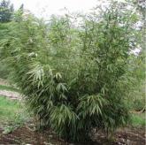 Fargesia Rufa